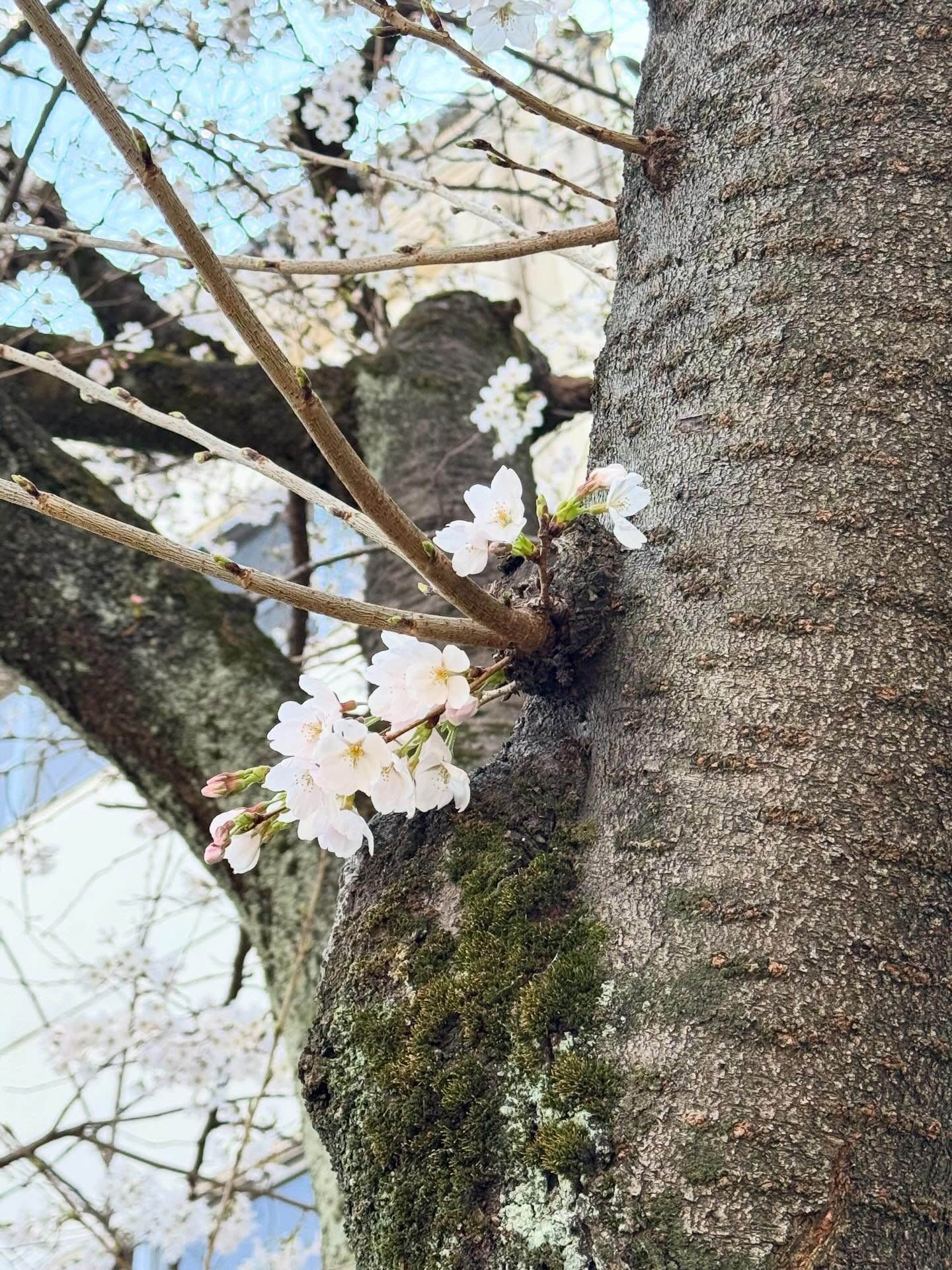 【桜が咲いてきました】